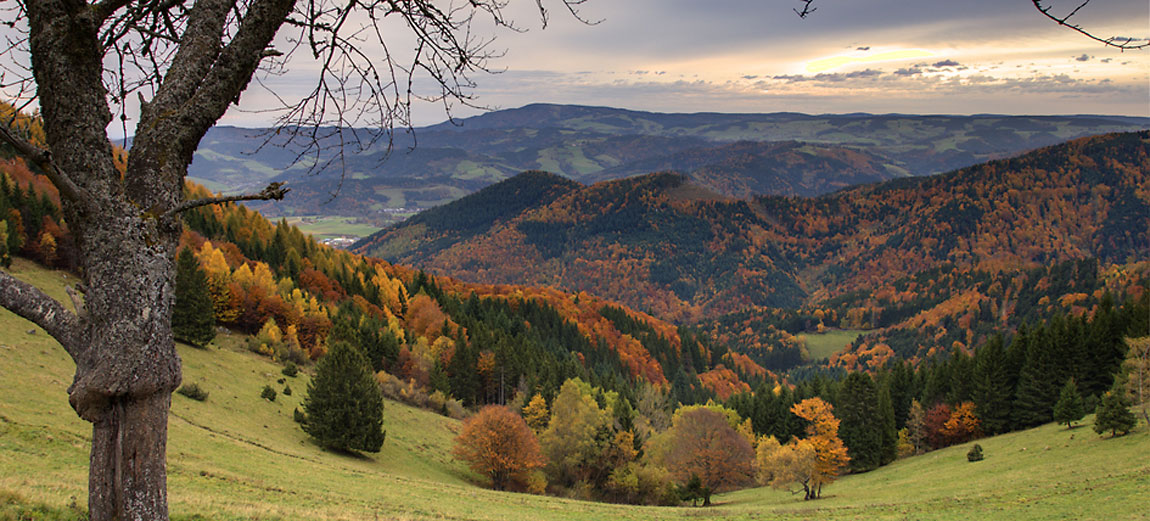 Schwarzwald bei Freiburg – die Region rund um das wasserwerfer Loft