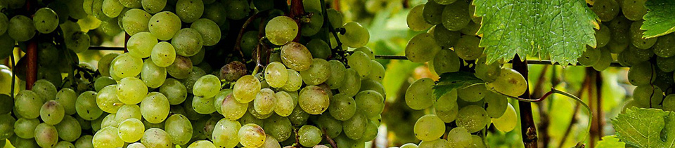 Weintage Waldkirch Seminar